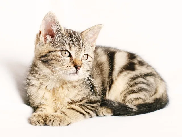 Can-Cats-Be-Bathed?-How-to-Bathe-Cats?-The-Most-Practical-Washing-Tips-645.jpeg