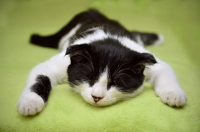 Can-Cats-Be-Bathed?-How-to-Bathe-Cats?-The-Most-Practical-Washing-Tips-32.jpeg