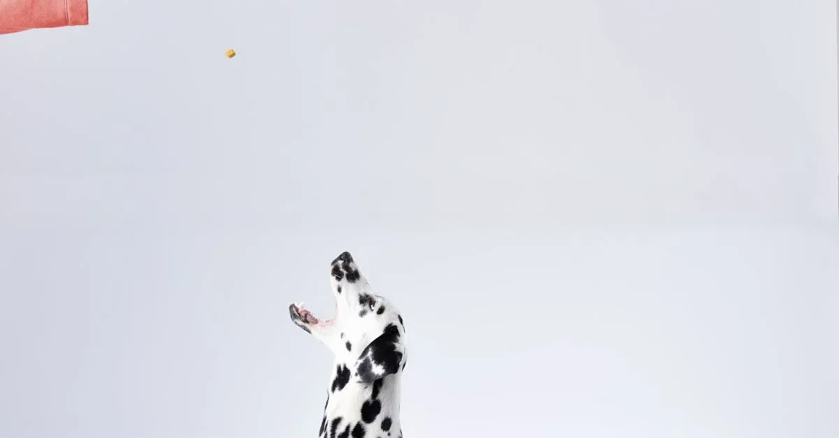 Dog-Care-during-travel-248.jpeg