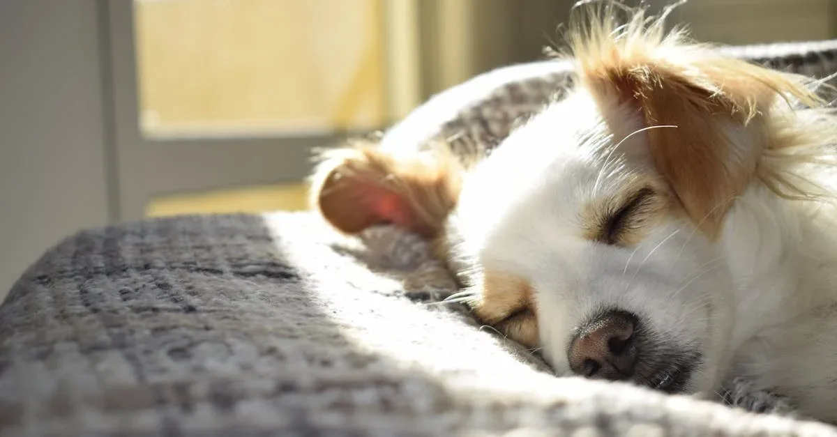 Dog-Care-essentials-823.jpeg