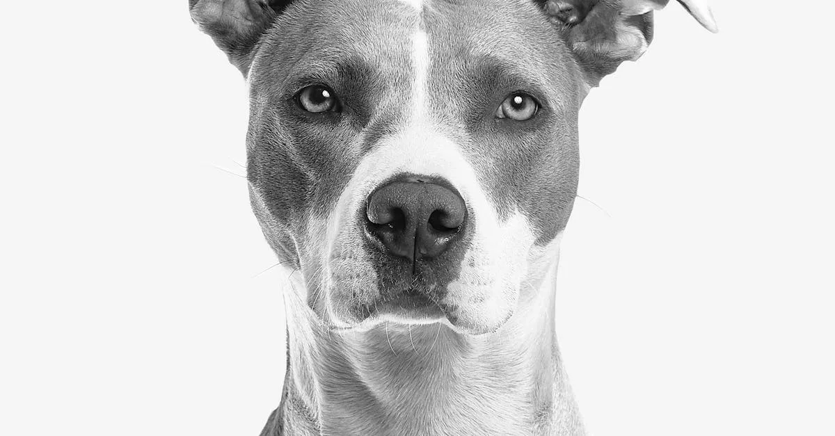 Dog-Care-for-different-breeds-662.jpeg