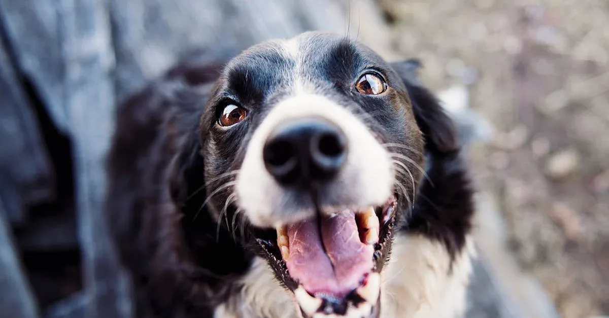 Dog-Care-for-different-breeds-575.jpeg