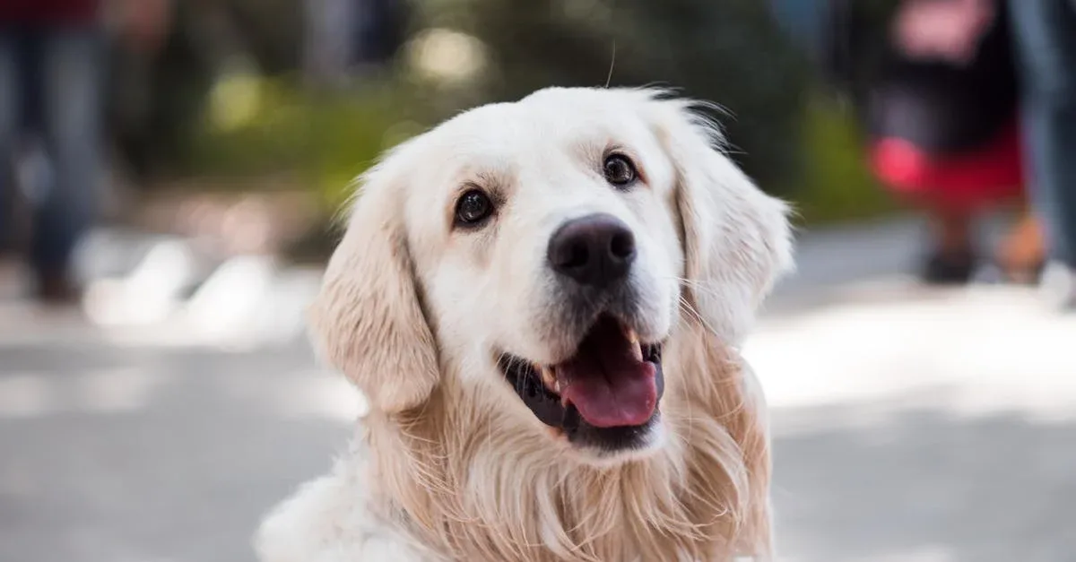 Dog-Care-services-695.jpeg