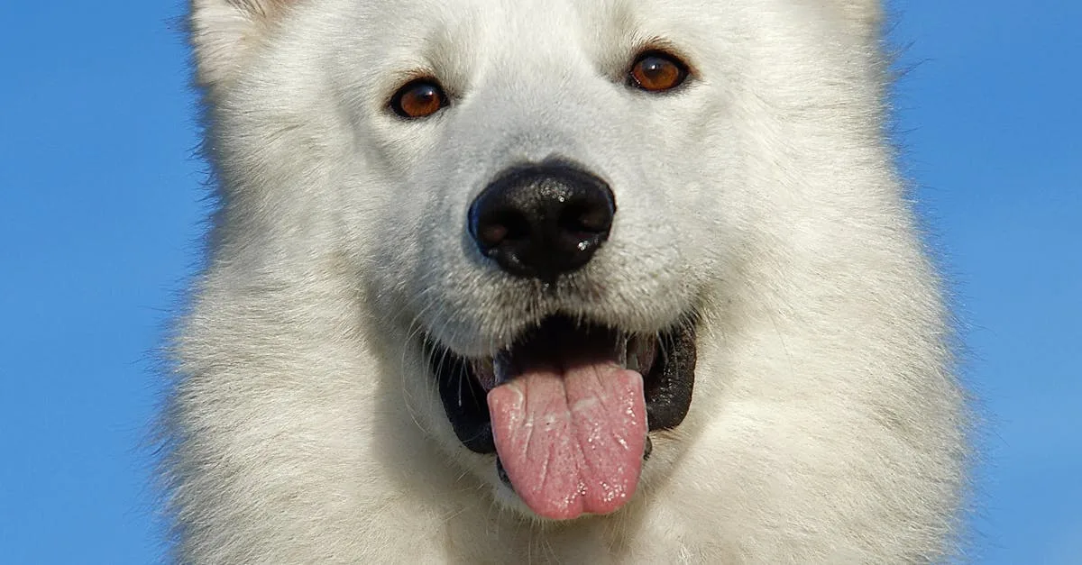 Dog-Health-Checkup-267.jpeg