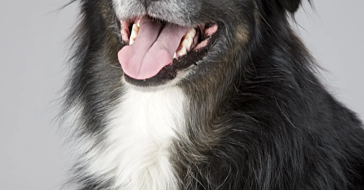 Dog-Health-Research-133.jpeg