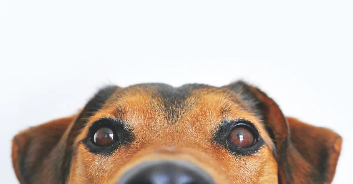 Dog-Health-Tips-315.jpeg