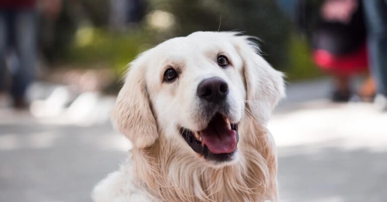 Dog Health and Wellness 0f8961f2caf86e7875e925c06a686578