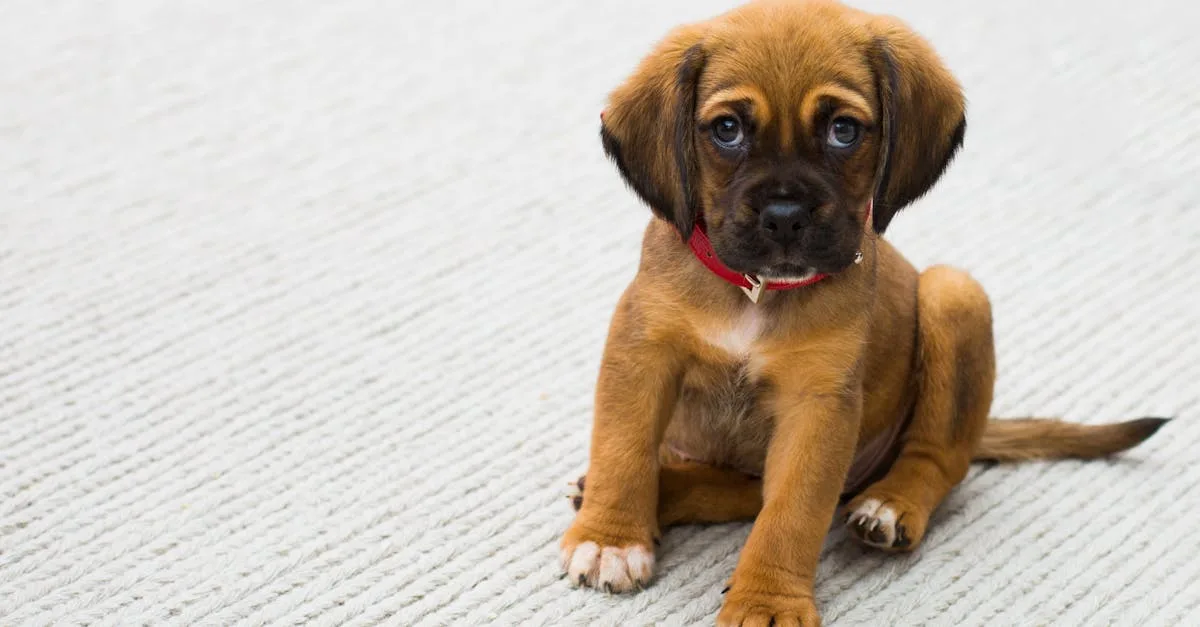 Dog-Health-and-Wellness-477.jpeg