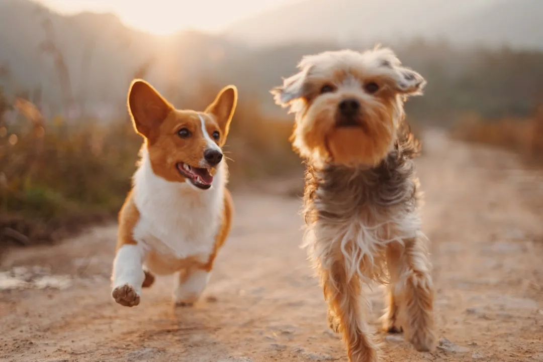 Dog-Training-Classes-443.jpeg