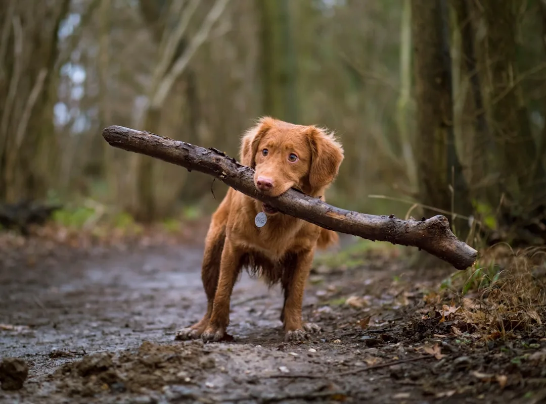 Dog-Training-Classes-381.jpeg