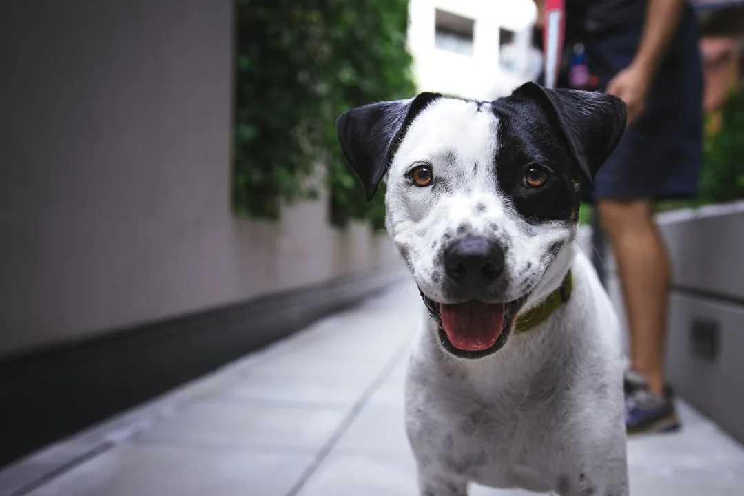 Dog-Training-Commands-872.jpeg