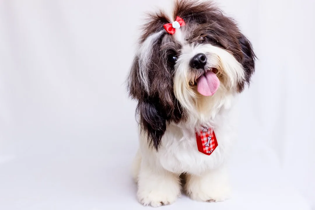 Dog-Training-Commands-762.jpeg