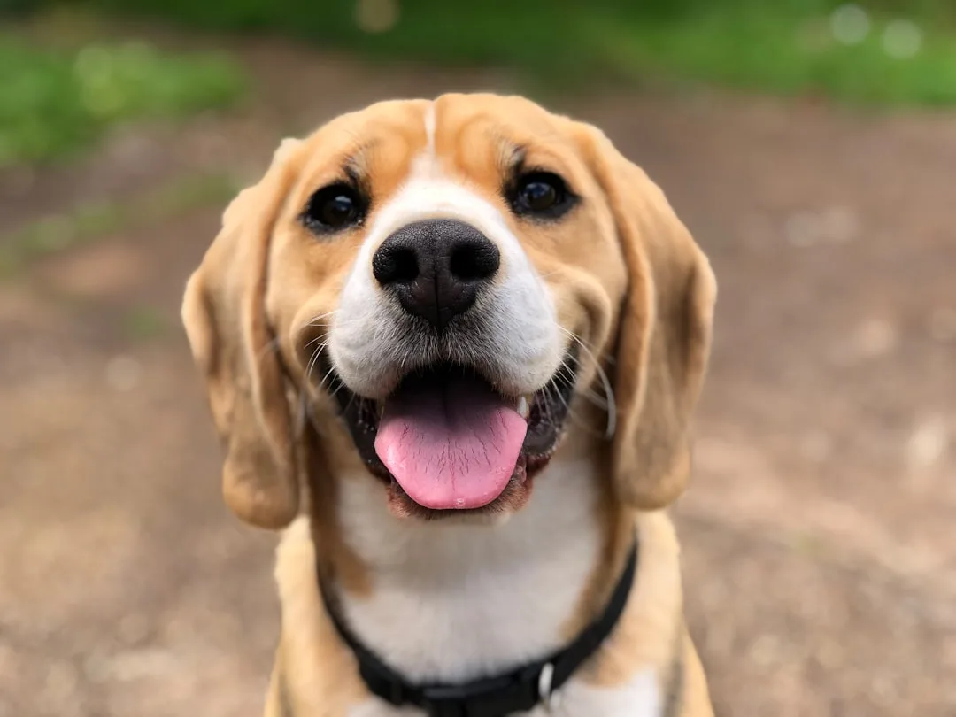 Dog-Training-Games-344.jpeg