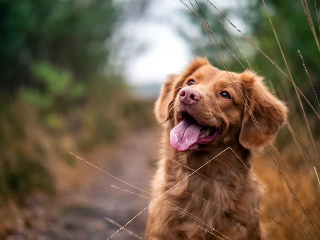 Dog-Training-Games-389.jpeg