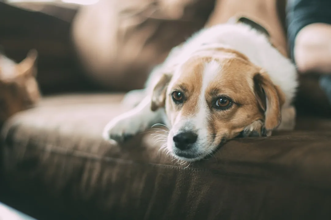 Dog-Training-Methods-902.jpeg