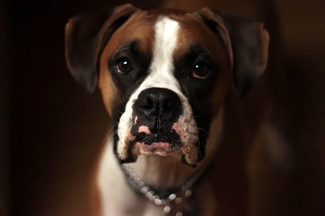 Dog-Training-Methods-441.jpeg