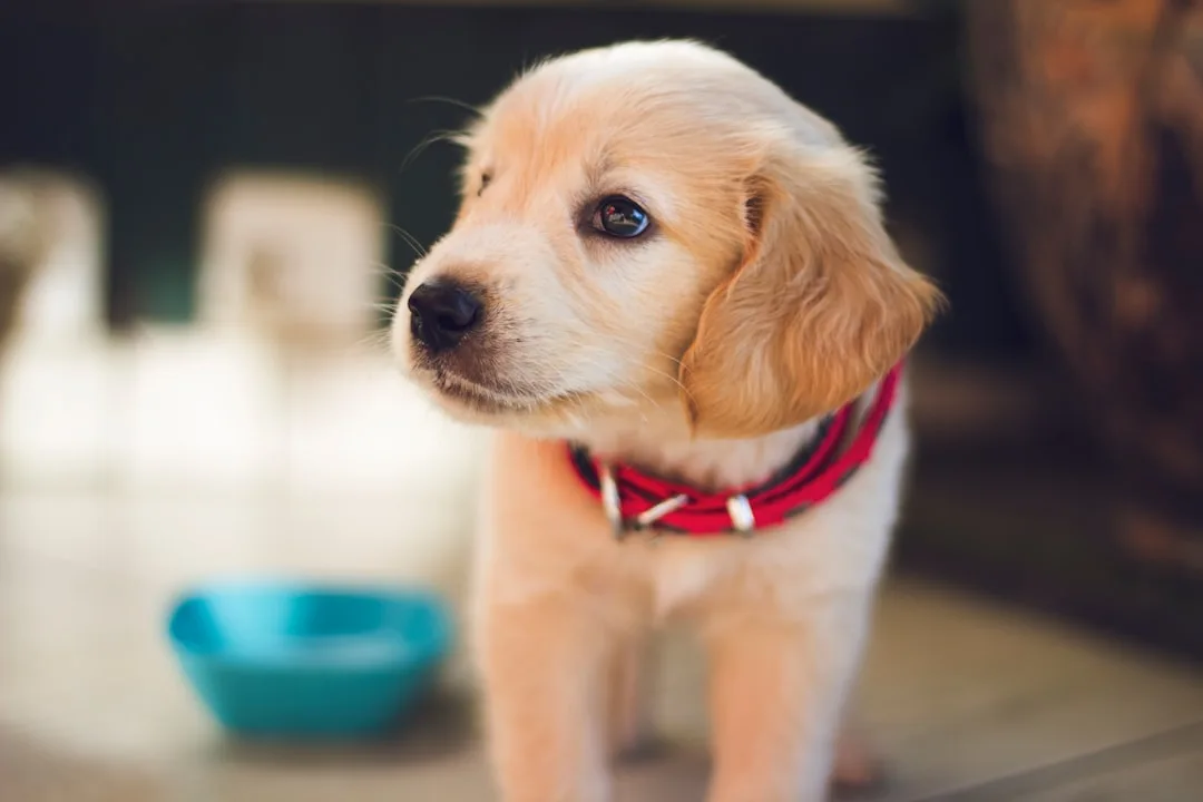 Dog-Training-Resources-197.jpeg