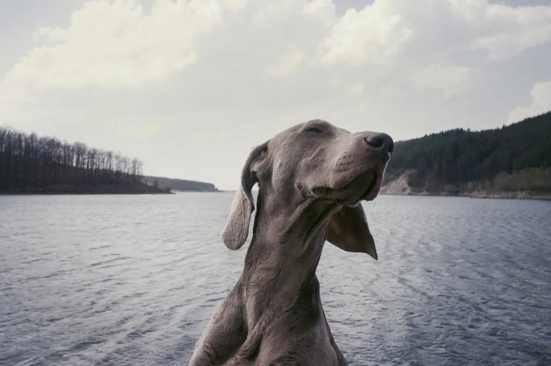 Dog-Training-Resources-19.jpeg