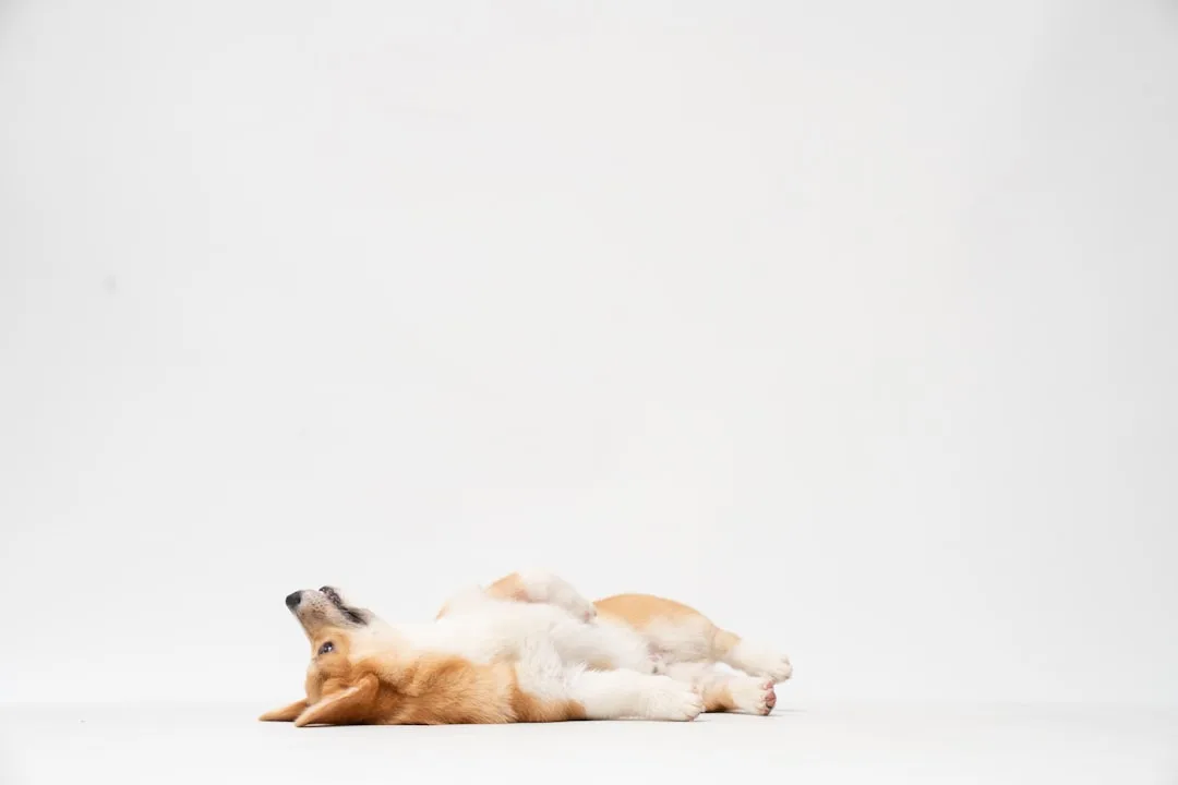Dog-Training-Schedule-289.jpeg