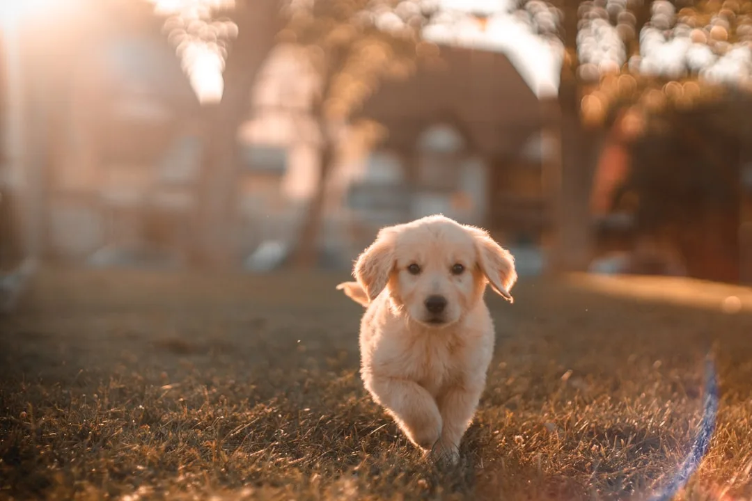 Dog-Training-Workshops-886.jpeg