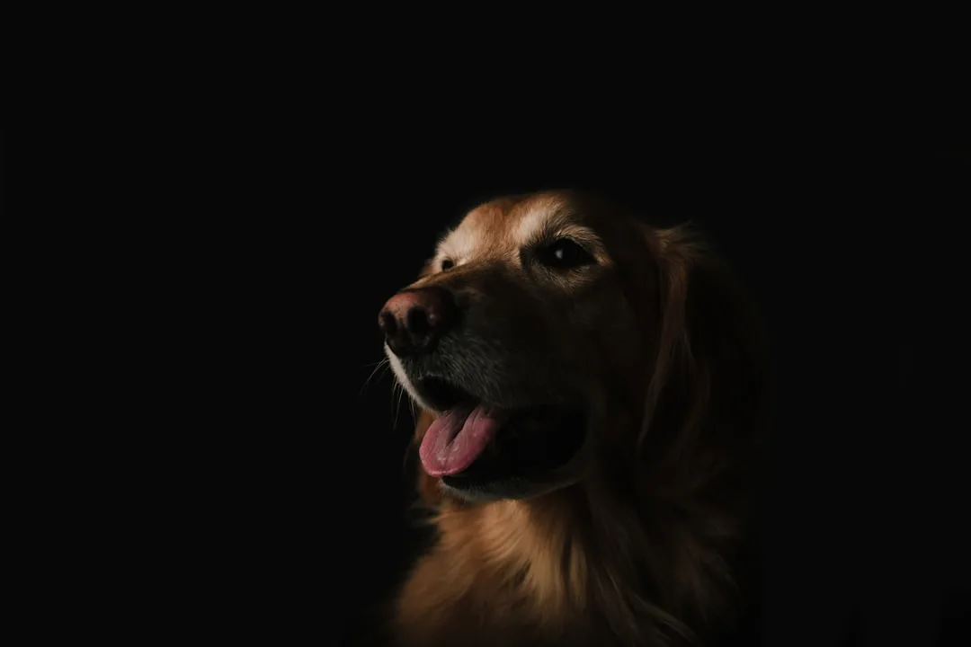 Dog-Training-for-Puppies-77.jpeg
