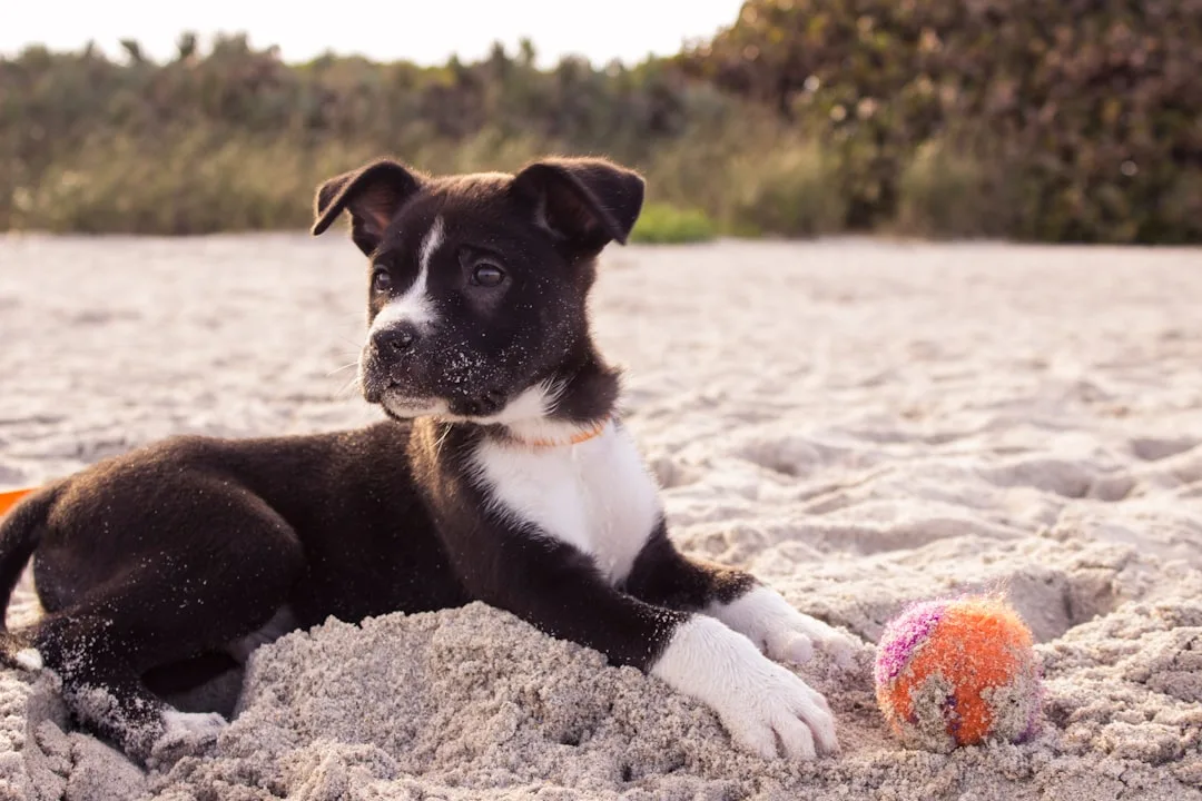 Dog-Training-for-Puppies-214.jpeg
