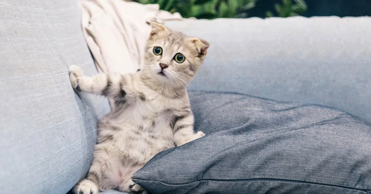 The-5-Most-Playful-Cat-Breeds-251.jpeg