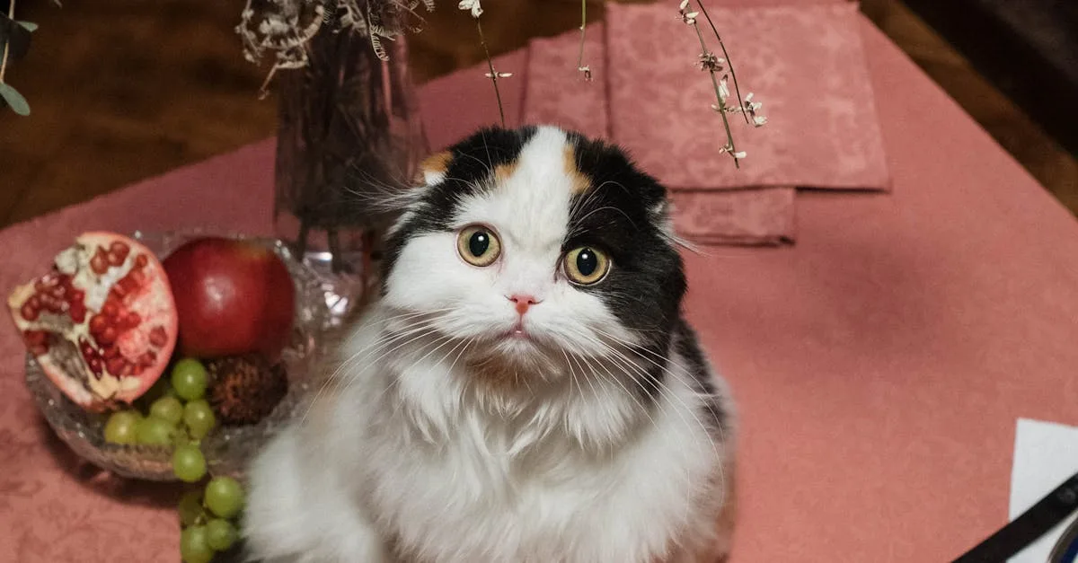 The-5-Most-Playful-Cat-Breeds-458.jpeg