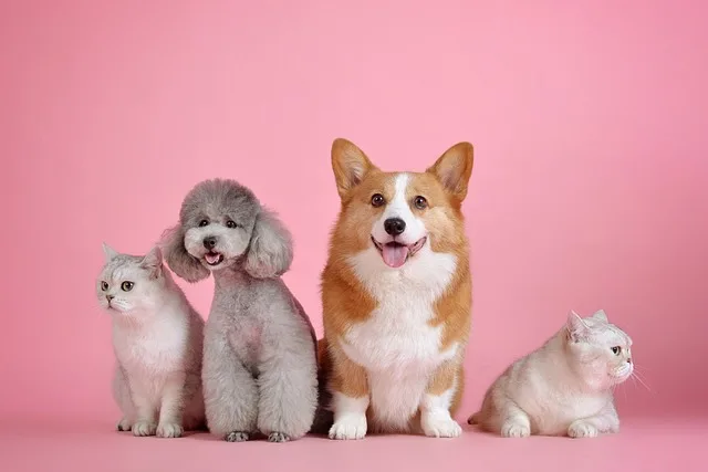 dog-food-for-puppies-836.jpeg