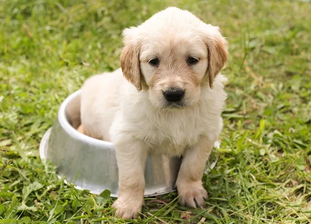 dog-food-for-puppies-832.jpeg
