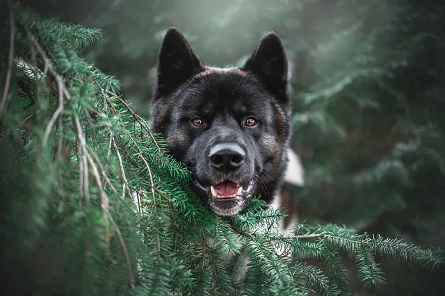 dog-food-ingredients-600.jpeg