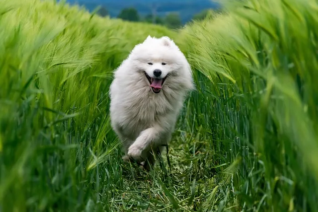 dog-food-ingredients-756.jpeg