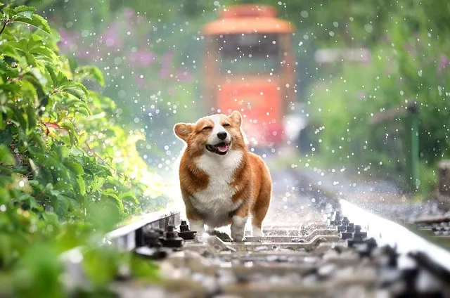 dog-food-ingredients-112.jpeg
