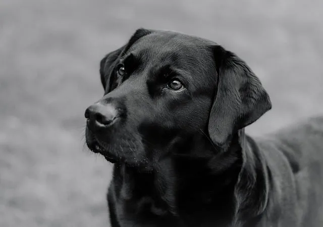 dog-food-nutrition-978.jpeg