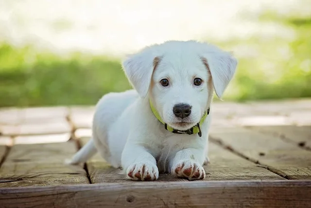 dog-food-nutrition-24.jpeg