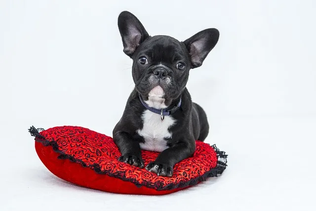 dog-food-nutrition-335.jpeg