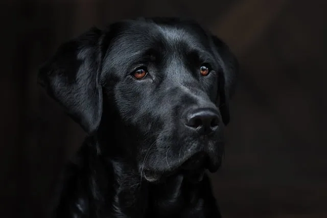 high-protein-dog-food-71.jpeg