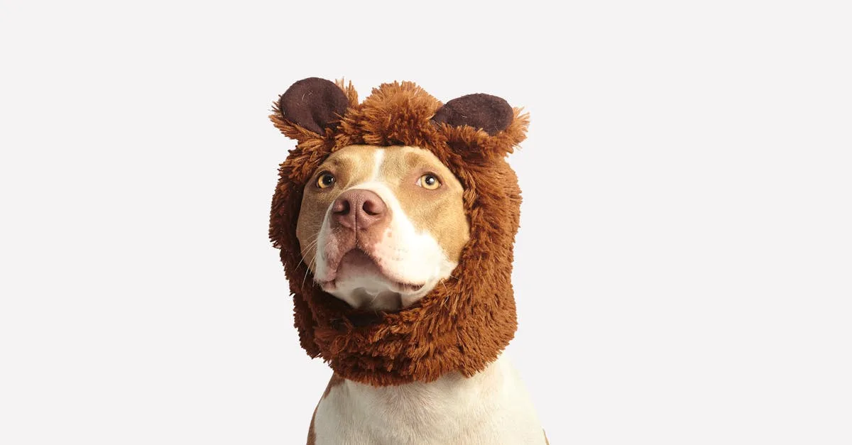 Dog-Care-for-different-breeds-82.jpeg