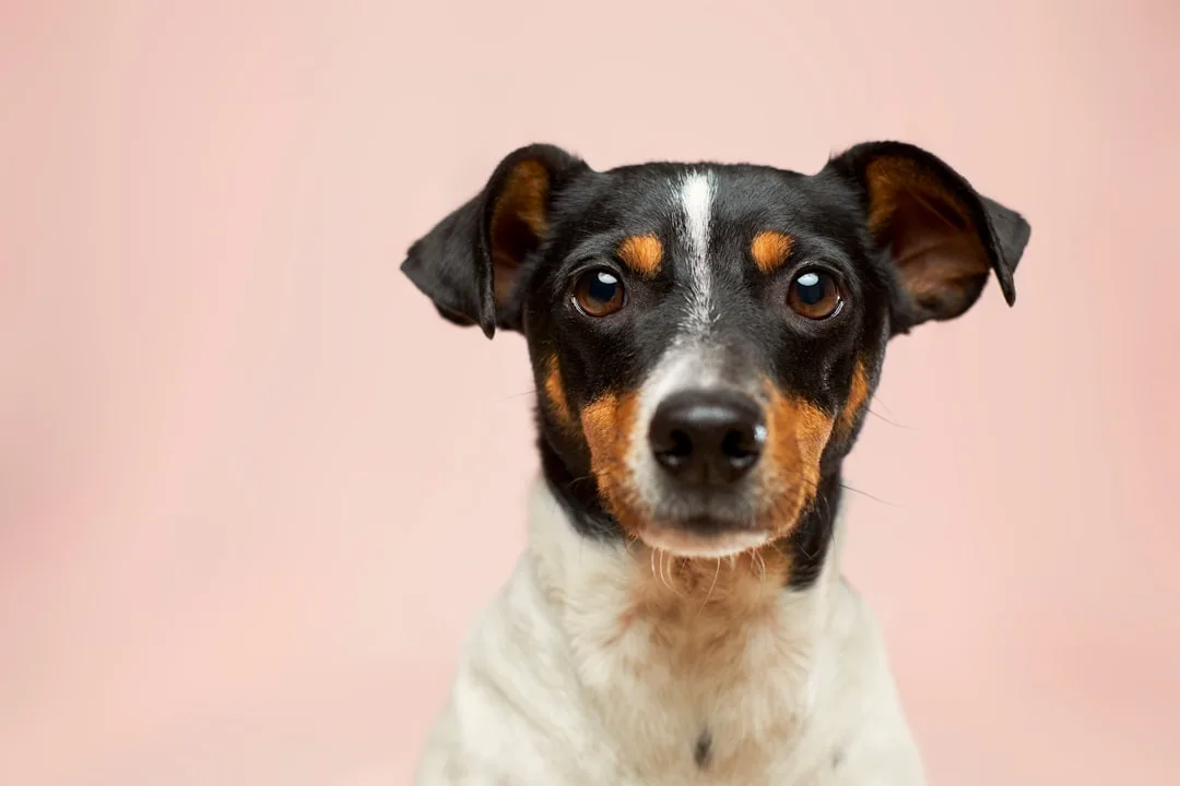 Dog-Training-for-Puppies-900.jpeg