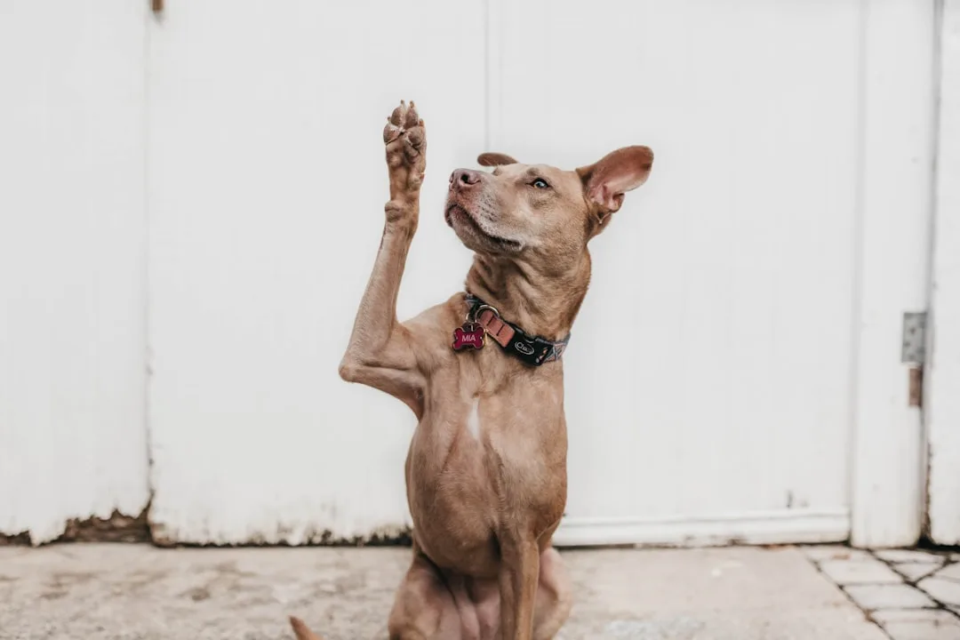 Dog-Training-for-Puppies-396.jpeg