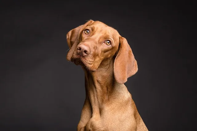 dog-food-reviews-700.jpeg