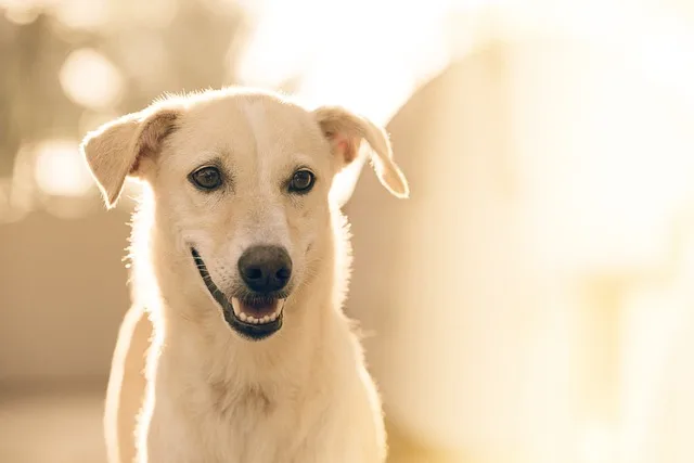 dog-food-reviews-588.jpeg